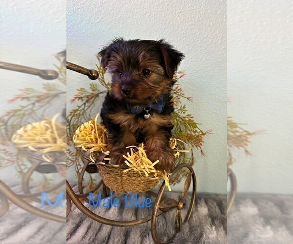 Medium Photo #8 Yorkshire Terrier Puppy For Sale in SACRAMENTO, CA, USA