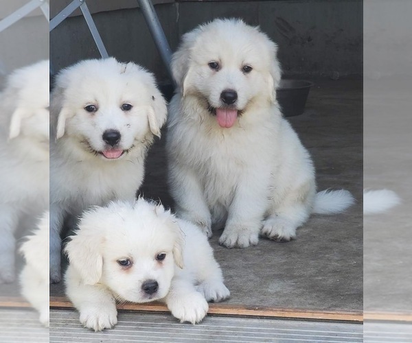 Medium Photo #1 Great Pyrenees Puppy For Sale in PERRY, IA, USA