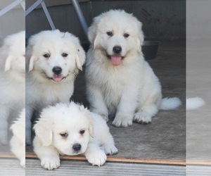 Great Pyrenees Puppy for sale in PERRY, IA, USA