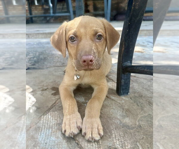 Medium Photo #14 Golden Retriever-Unknown Mix Puppy For Sale in OKLAHOMA CITY, OK, USA