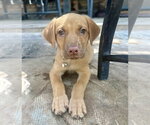 Small Photo #14 Golden Retriever-Unknown Mix Puppy For Sale in OKLAHOMA CITY, OK, USA