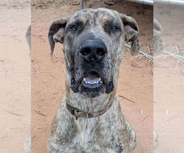 Medium Photo #2 Great Dane Puppy For Sale in Bullard, TX, USA