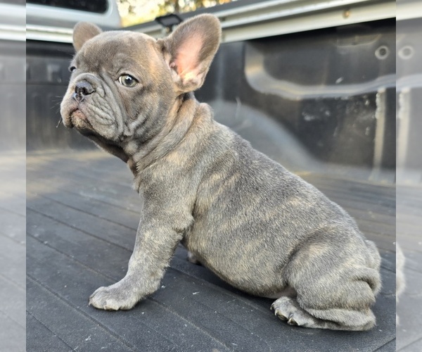 Medium Photo #6 French Bulldog Puppy For Sale in SAN ANTONIO, TX, USA