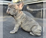 Small #5 French Bulldog