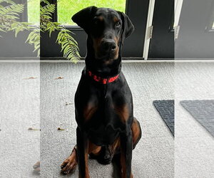 Doberman Pinscher Dogs for adoption in Buffalo, MN, USA