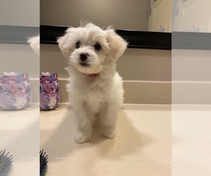 Maltipoo Puppy for sale in HUMBLE, TX, USA