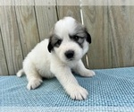 Small #2 Great Pyrenees