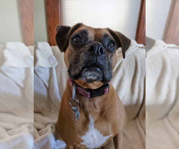Medium Photo #4 Boxer Puppy For Sale in Woodbury, MN, USA