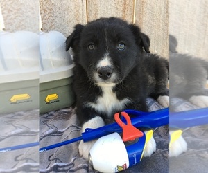 Border-Aussie Puppy for sale in LOMA, CO, USA