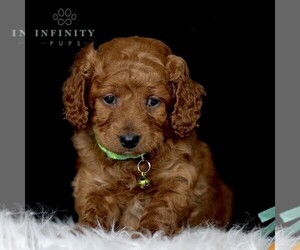 Goldendoodle-ShihPoo Mix Puppy for sale in GAP, PA, USA
