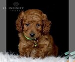 Small Goldendoodle-ShihPoo Mix