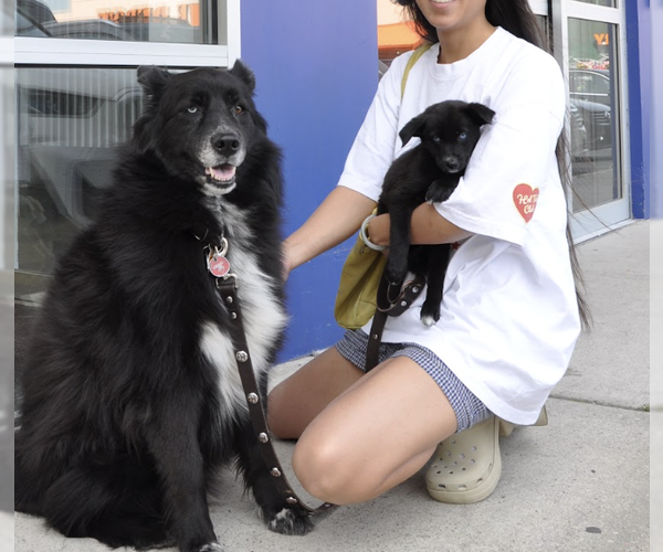 Medium Photo #3 Mutt Puppy For Sale in Brooklyn, NY, USA