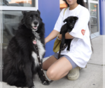 Small #2 Mutt