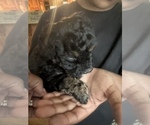 Puppy 4 Shih-Poo