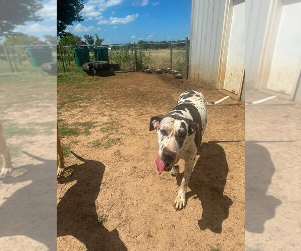 Medium Photo #2 Great Dane Puppy For Sale in Bullard, TX, USA