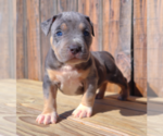 Small Photo #25 American Bully Puppy For Sale in LOS ANGELES, CA, USA