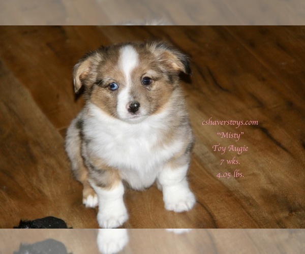 Medium Photo #3 Aussie-Corgi Puppy For Sale in LIND, WA, USA