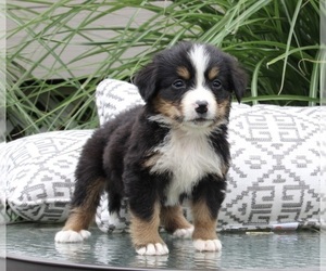 Bernese Mountain Dog Puppy for sale in DUNDEE, OH, USA