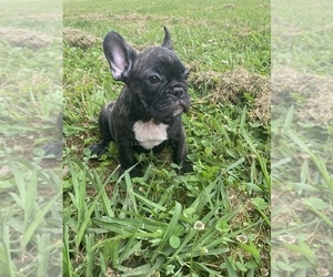 French Bulldog Puppy for sale in CLEVELAND, NC, USA