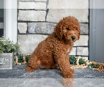 Small Photo #19 Goldendoodle (Miniature) Puppy For Sale in HOLMESVILLE, OH, USA