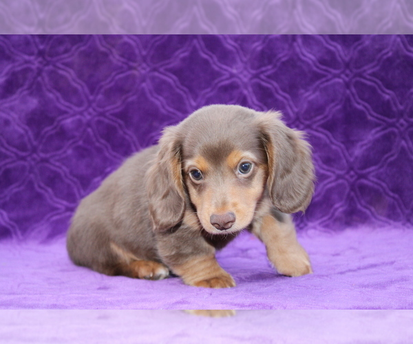 Medium Photo #8 Dachshund Puppy For Sale in BLOOMINGTON, IN, USA