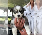Small Photo #6 Pomsky Puppy For Sale in PANAMA CITY, FL, USA