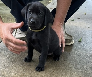 Labrador Retriever Puppy for sale in LAFAYETTE, LA, USA