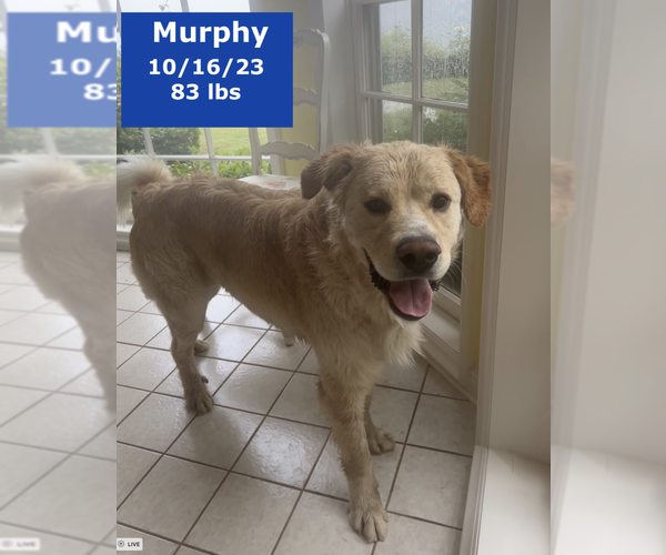 Medium Photo #4 Golden Pyrenees Puppy For Sale in West Hollywood, CA, USA