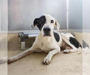 Dalmatian-Unknown Mix Dogs for adoption in San Antonio, TX, USA