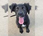 Small #1 Colonial Cocker Spaniel Mix