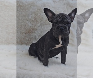 Faux Frenchbo Bulldog-French Bulldog Mix Puppy for sale in INDIANAPOLIS, IN, USA