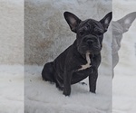 Image preview for Ad Listing. Nickname: Onyx