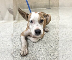 Mutt Dogs for adoption in Conroe, TX, USA