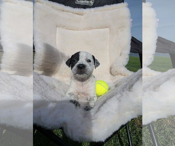 Medium Photo #1 Boxador Puppy For Sale in SHERBURNE, NY, USA