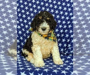 Bernedoodle-Poodle (Standard) Mix Puppy for sale in CHRISTIANA, PA, USA