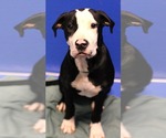 Small American Pit Bull Terrier Mix