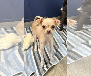 Shih Tzu-Unknown Mix Dogs for adoption in Sterling, MA, USA