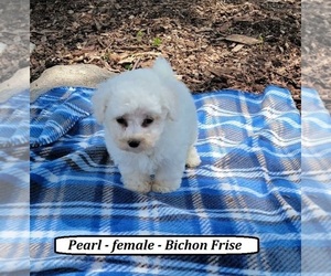 Cavachon Puppy for sale in CLARKRANGE, TN, USA