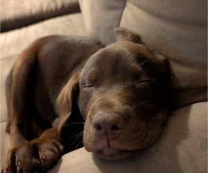 Labrador Retriever Puppy for sale in SEDRO WOOLLEY, WA, USA