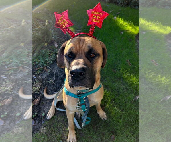 Medium Photo #3 Mastiff Puppy For Sale in McMinnville, OR, USA