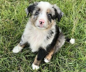 Miniature Australian Shepherd Puppy for sale in GADSDEN, AL, USA