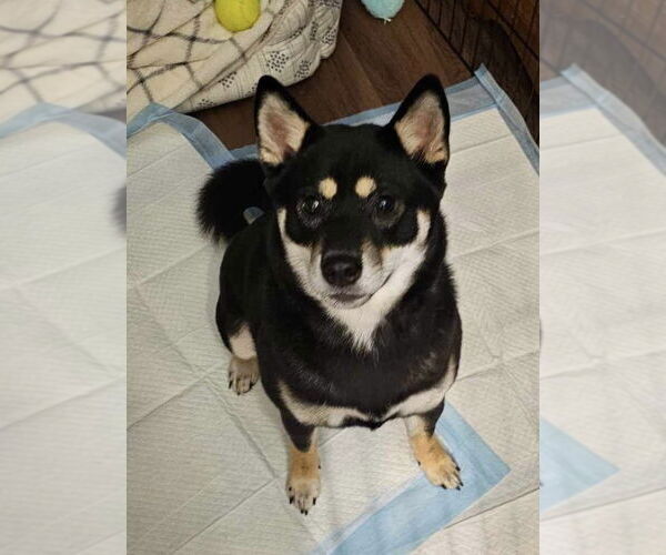 Medium Photo #5 Shiba Inu Puppy For Sale in Lebanon, PA, USA