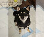 Small #4 Shiba Inu