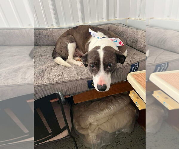 Medium Photo #5 Basset Hound-Unknown Mix Puppy For Sale in Osgood, IN, USA