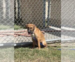 Black Mouth Cur Dogs for adoption in Corpus Christi, TX, USA