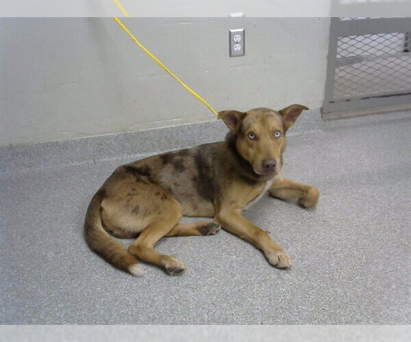 Medium Photo #1 German Shepherd Dog-Unknown Mix Puppy For Sale in Pasadena, TX, USA