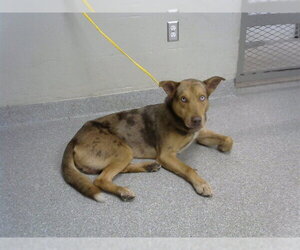 German Shepherd Dog-Unknown Mix Dogs for adoption in Pasadena, TX, USA