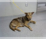 Small German Shepherd Dog Mix