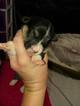 Small Photo #1 Cowboy Corgi Puppy For Sale in ORCHARD, CO, USA