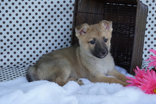 German Shepherd Dog Puppy for sale in FREDERICKSBURG, OH, USA